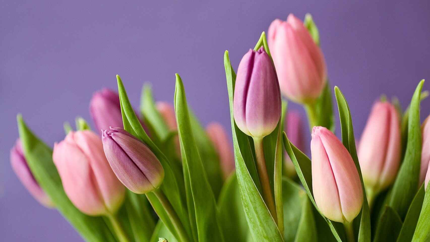 Como-elegir-flores-para-ocasiones-especiales