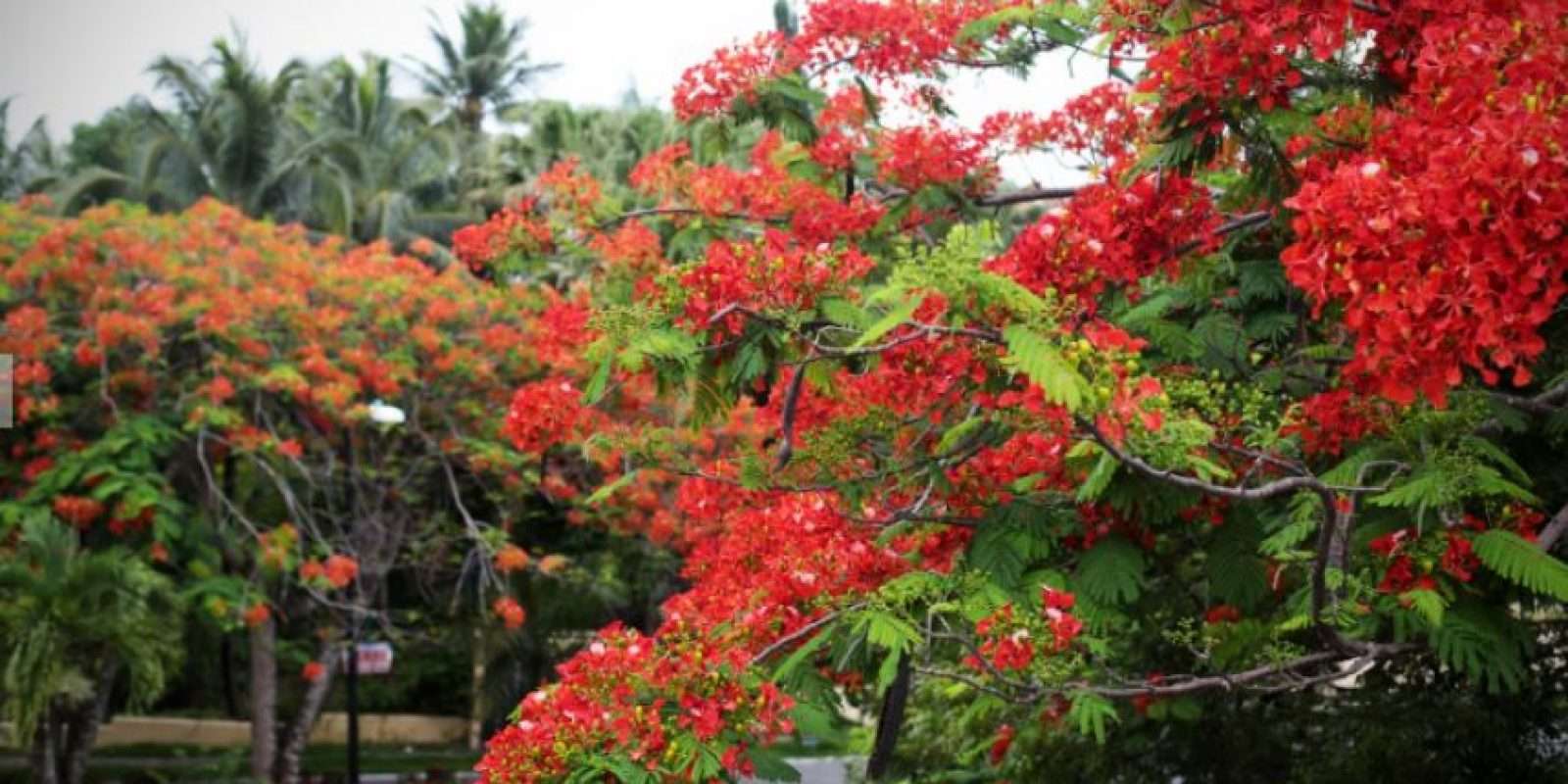 Flores- Republica-Dominicana